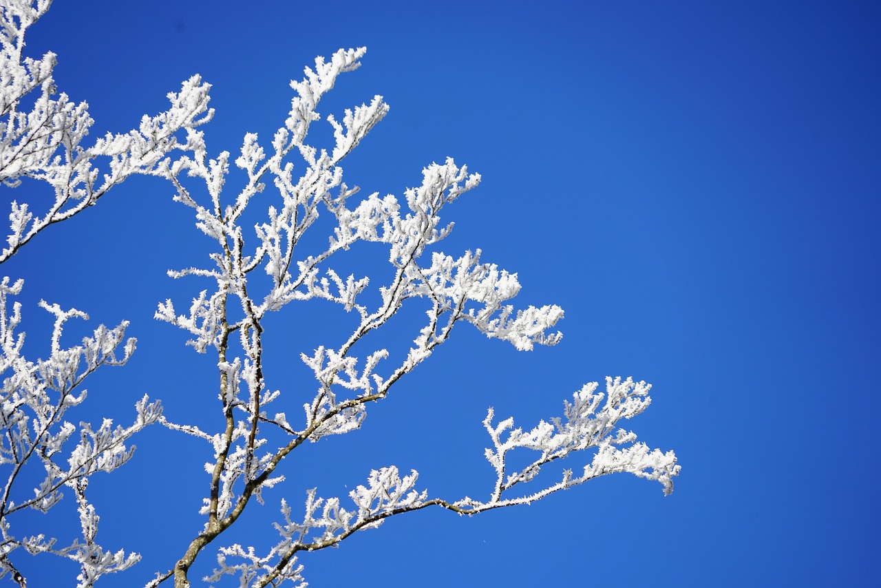 長春雪景驚艷，雪落滿城如詩如畫