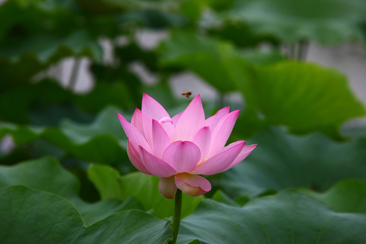 芒山鎮(zhèn)最新動態(tài)，蓬勃發(fā)展中的新篇章開啟