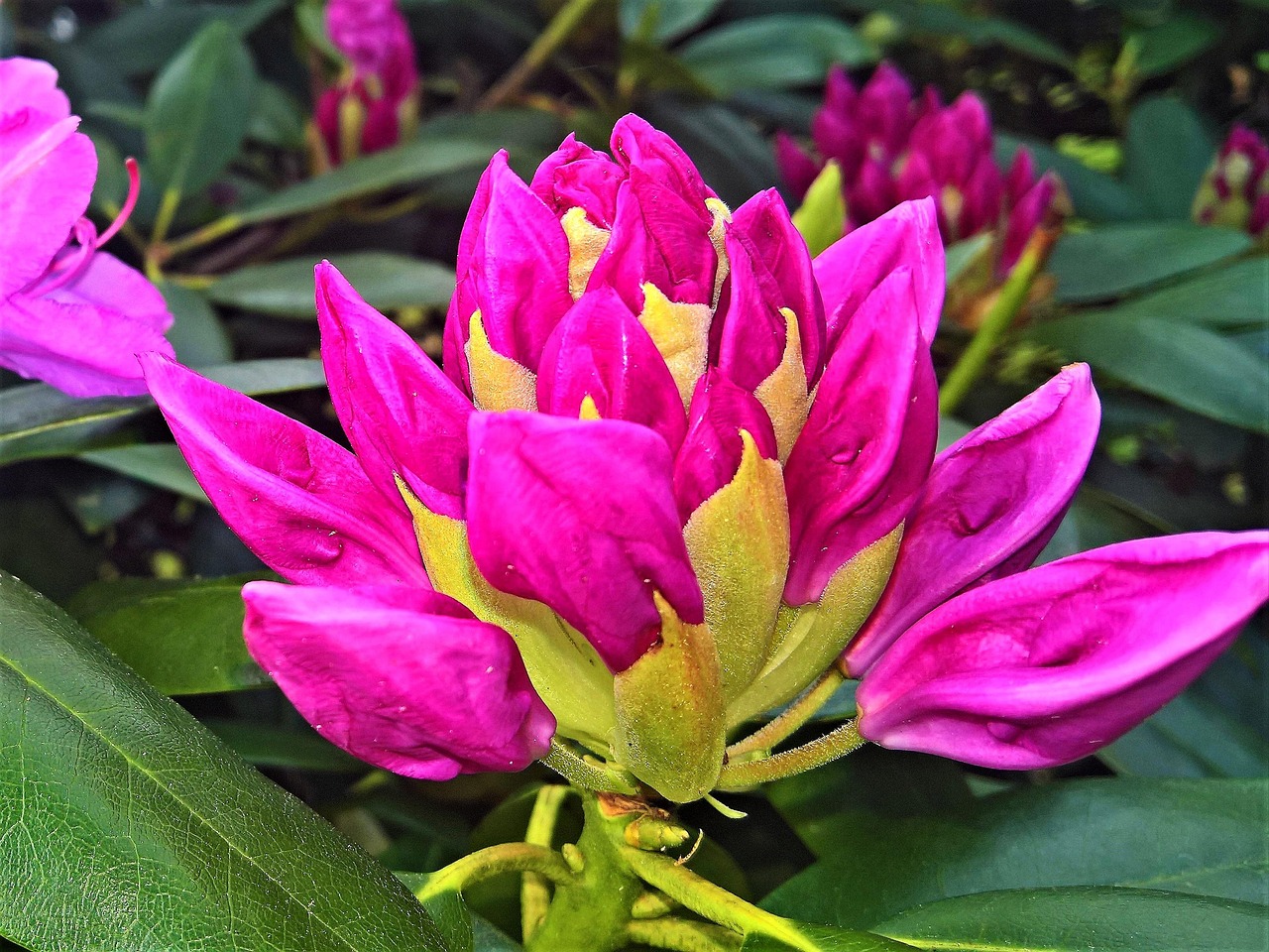 杜鵑，明星之路，榮光綻放的舞臺(tái)焦點(diǎn)