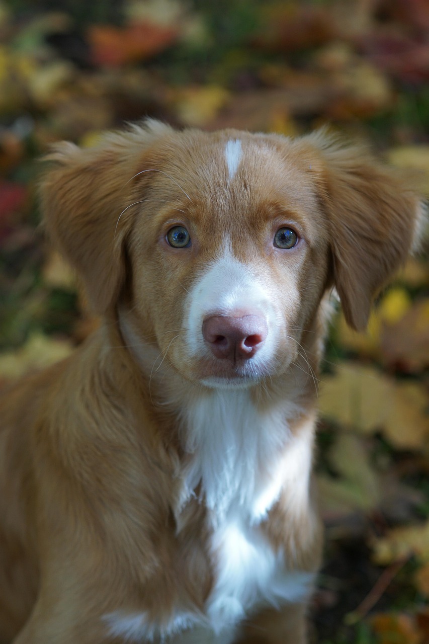 最新萌犬新星，可愛力量融化人心