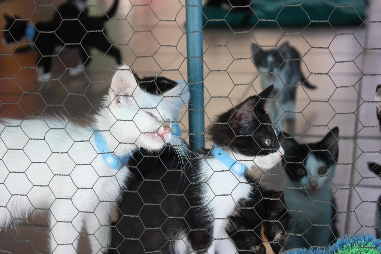 光輝犬舍新引進(jìn)種犬，開啟繁育新篇章